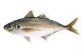 Horse mackerel