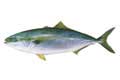 fish photo hamachi