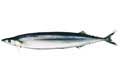 fish photo sanma