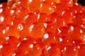 salmon roe2