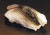 sushi photo kohada